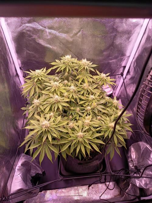 3.Grow Lemon tree. Week 10