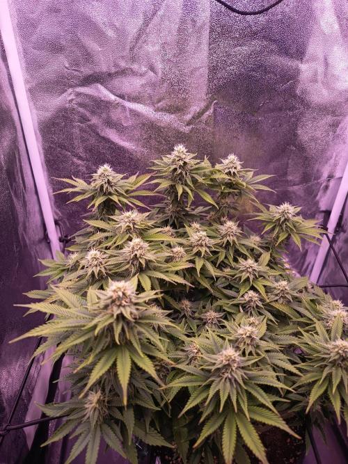 3.Grow Lemon tree. Week 11