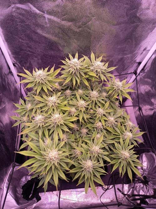 3.Grow Lemon tree. Week 11