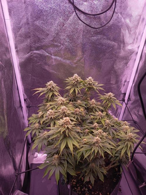 3.Grow Lemon tree. Week 11 - 07.05. gegossen mit 5l ph angepasstem Wasser und Greenhouse Biofeeding enhancer 