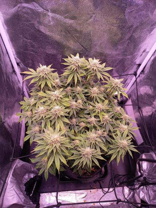 3.Grow Lemon tree. Week 11