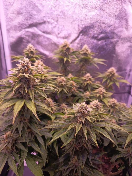 3.Grow Lemon tree. Week 12