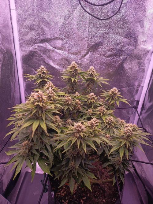 3.Grow Lemon tree. Week 12