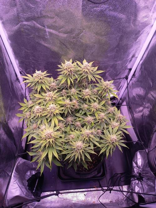 3.Grow Lemon tree. Week 12