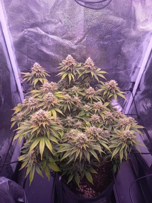 3.Grow Lemon tree. Week 13