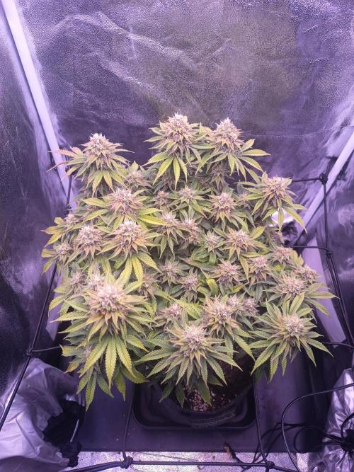 3.Grow Lemon tree. Week 13
