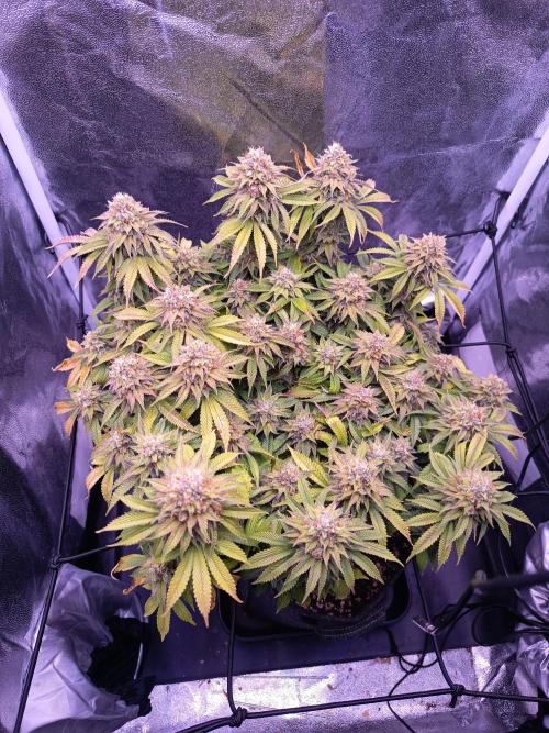 3.Grow Lemon tree. Week 14
