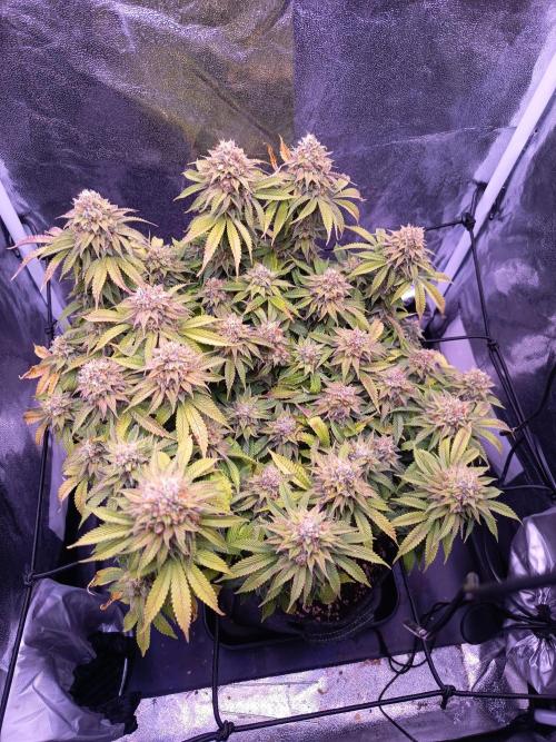 Lemon Tree Fast. Week 14