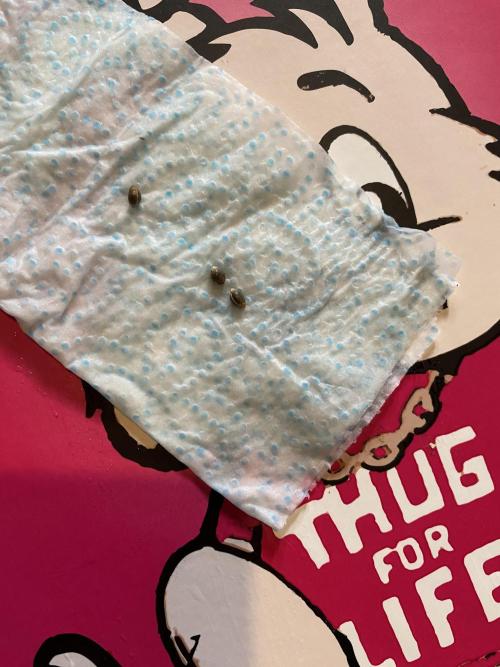 First coco Strawberry Sunset. Week 0