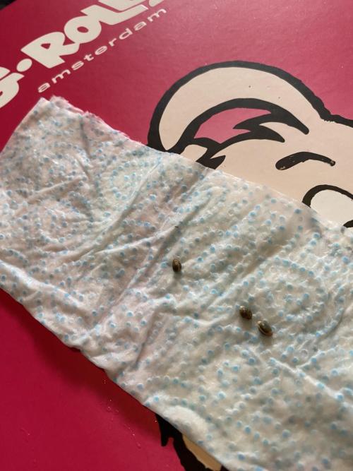 First coco Strawberry Sunset. Week 0