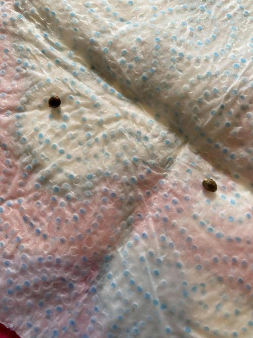 First coco Strawberry Sunset. Week 0