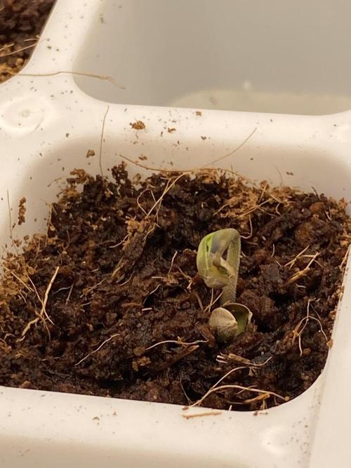Strawberry Stardawg / Wedding Sunset. Week 0