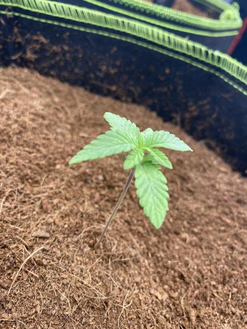 Strawberry Stardawg / Wedding Sunset. Week 1