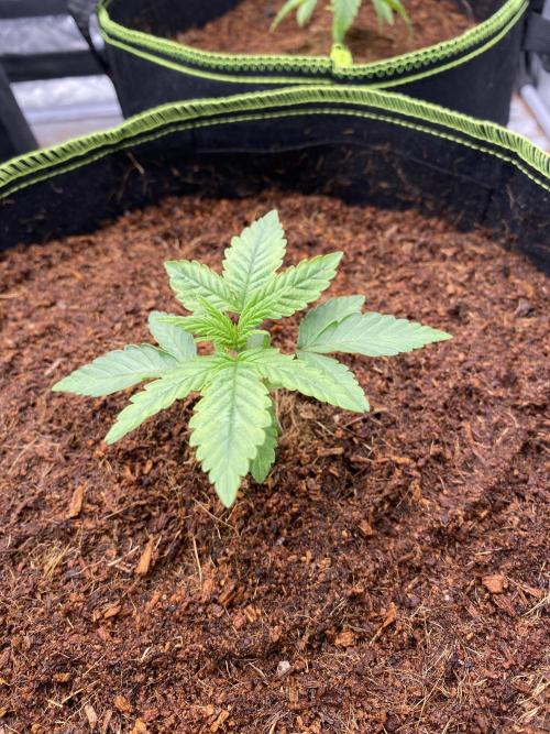Strawberry Stardawg / Wedding Sunset. Week 1