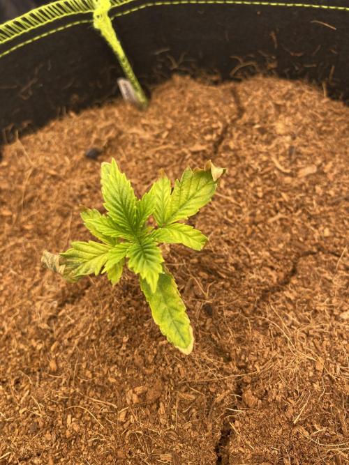 Strawberry Stardawg / Wedding Sunset. Week 1