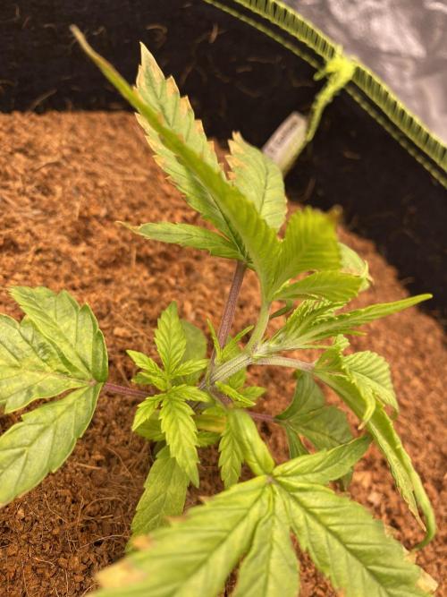 Strawberry Stardawg / Wedding Sunset. Week 3