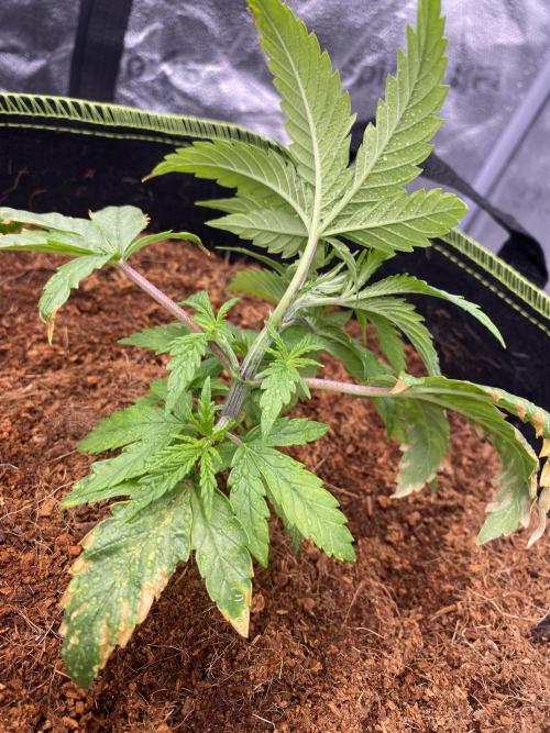 Strawberry Stardawg / Wedding Sunset. Week 3