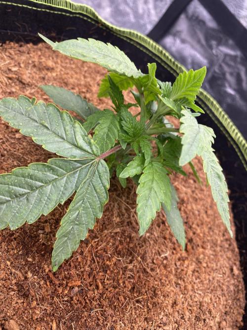 Strawberry Stardawg / Wedding Sunset. Week 3