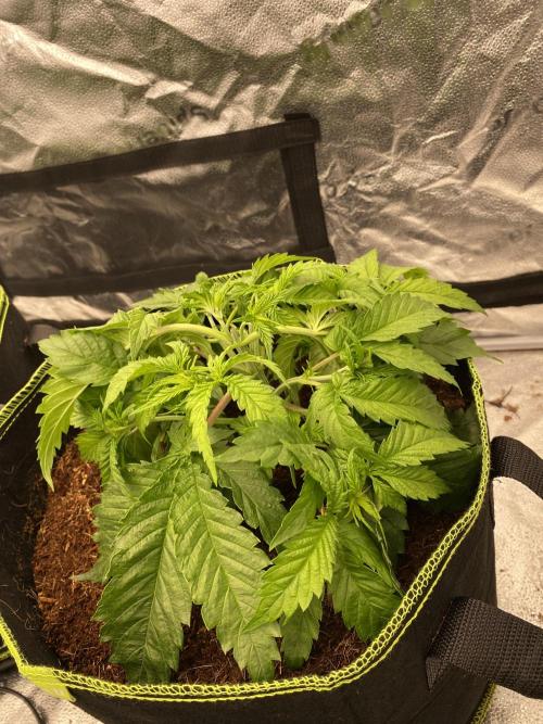 Strawberry Stardawg / Wedding Sunset. Week 4