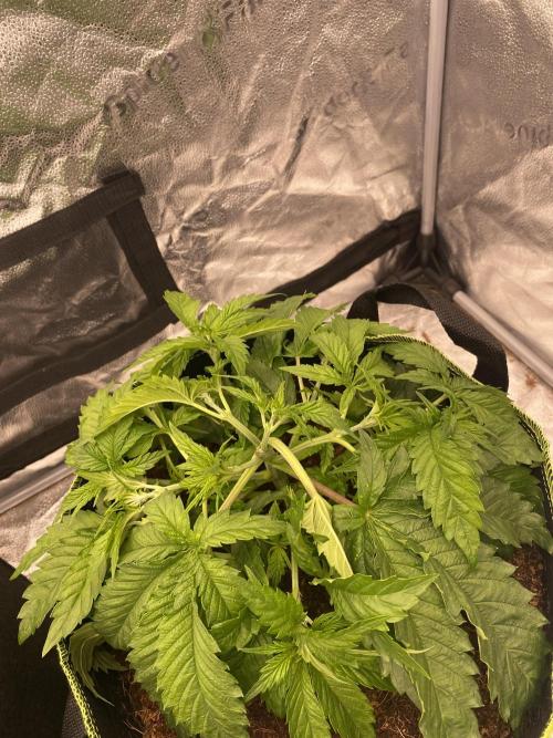 Strawberry Stardawg / Wedding Sunset. Week 4