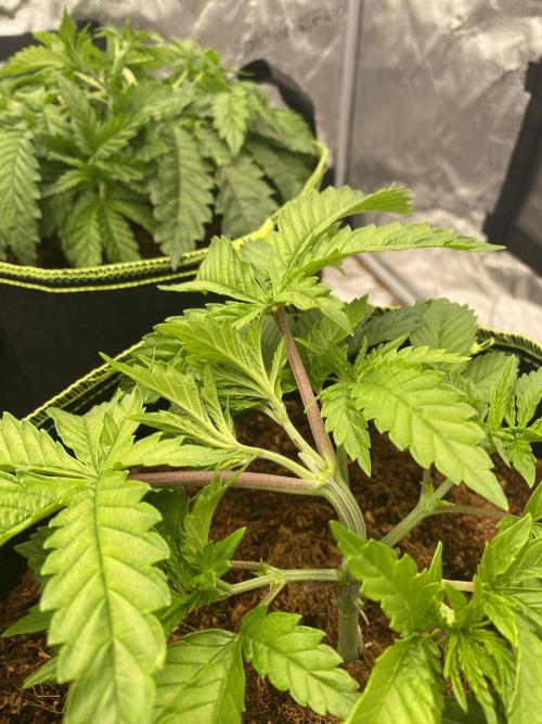 Strawberry Stardawg / Wedding Sunset. Week 4