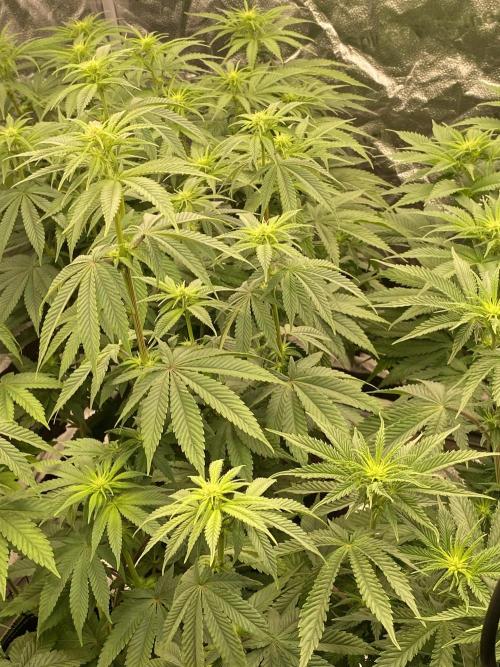 Strawberry Stardawg / Wedding Sunset. Week 5
