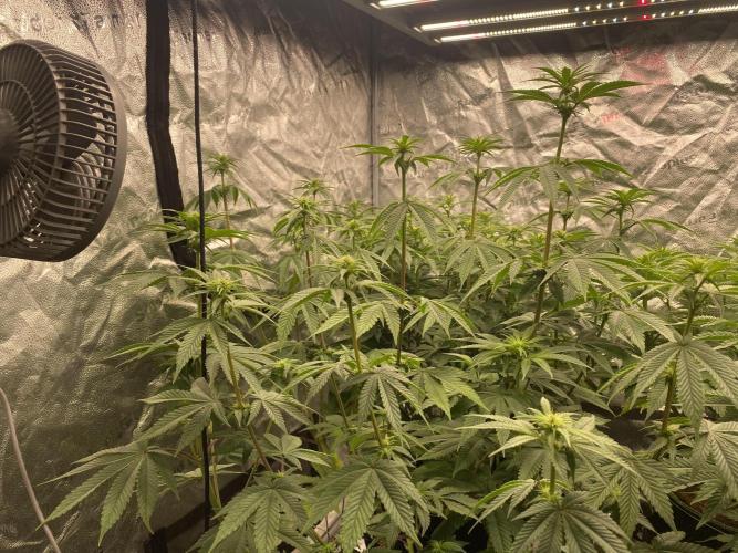 Strawberry Stardawg / Wedding Sunset. Week 6