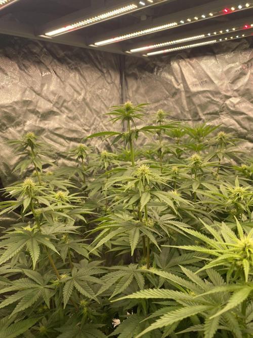 Strawberry Stardawg / Wedding Sunset. Week 6