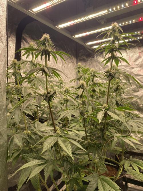 Strawberry Stardawg / Wedding Sunset. Week 6