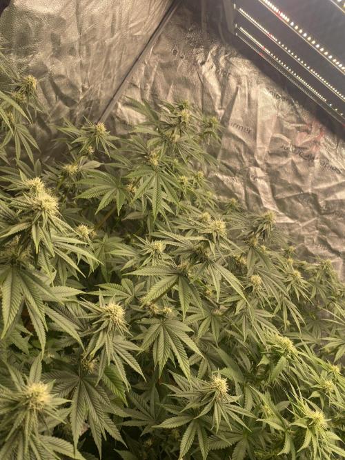 Strawberry Stardawg / Wedding Sunset. Week 6