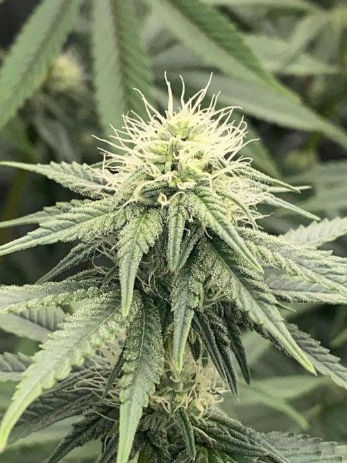 Strawberry Stardawg / Wedding Sunset. Week 6