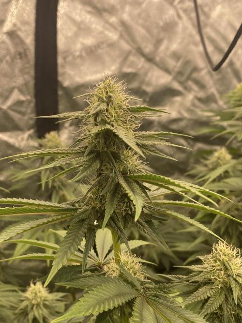 Strawberry Stardawg / Wedding Sunset. Week 7
