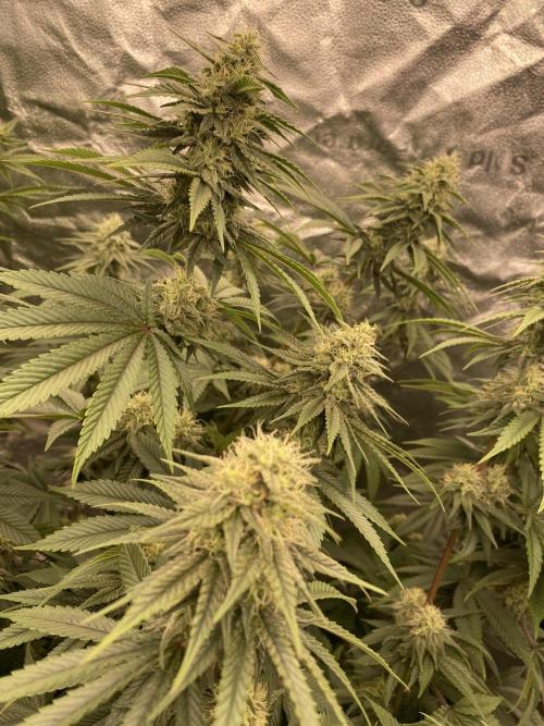Strawberry Stardawg / Wedding Sunset. Week 7