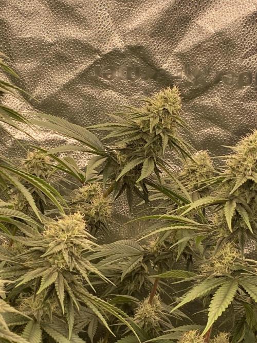 Strawberry Stardawg / Wedding Sunset. Week 7