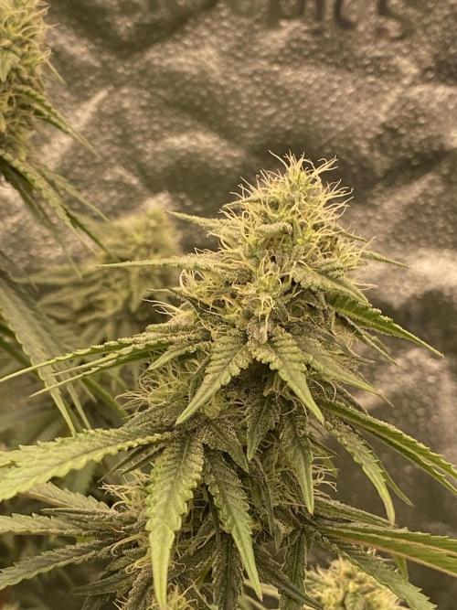 Strawberry Stardawg / Wedding Sunset. Week 7
