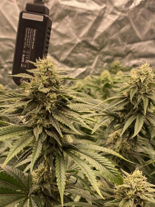 Strawberry Stardawg / Wedding Sunset. Week 8