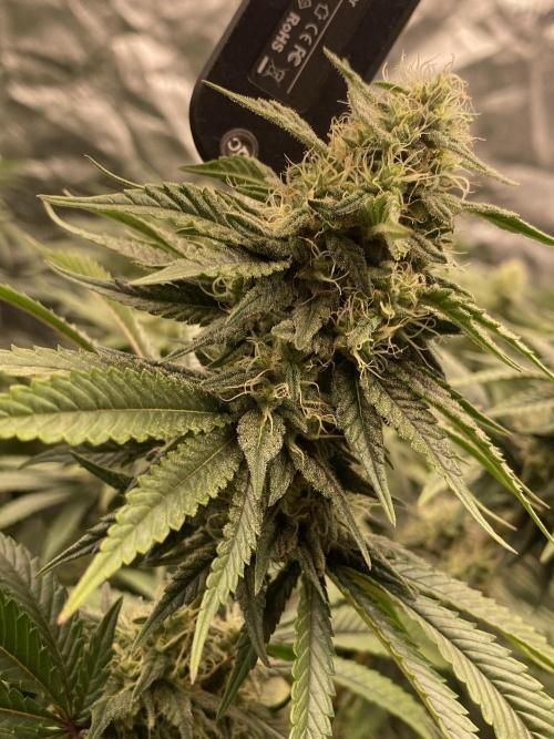 Strawberry Stardawg / Wedding Sunset. Week 8