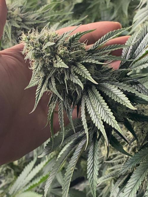 Strawberry Stardawg / Wedding Sunset. Week 8