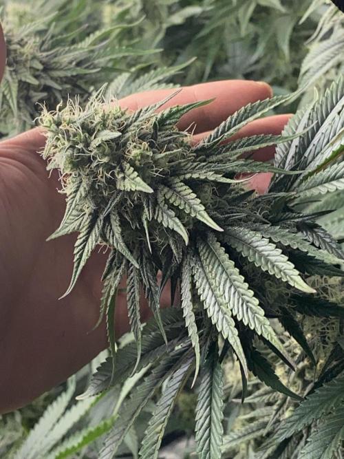 Strawberry Stardawg / Wedding Sunset. Week 8