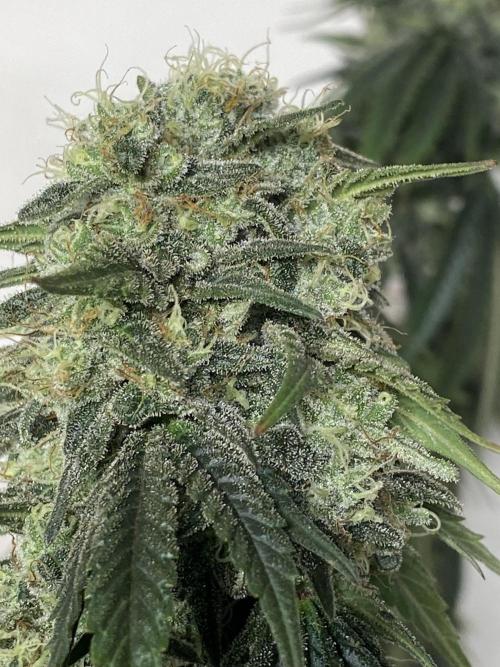 Strawberry Stardawg / Wedding Sunset. Week 9