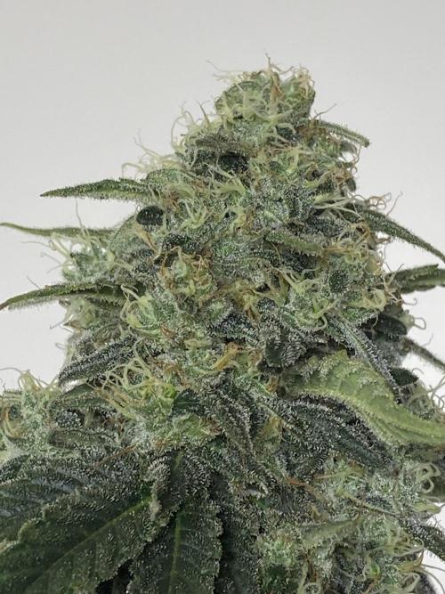 Strawberry Stardawg / Wedding Sunset. Week 9
