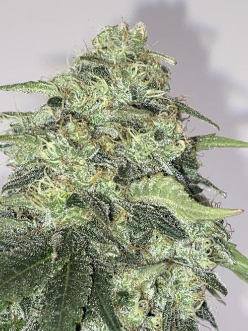 Strawberry Stardawg / Wedding Sunset. Week 9