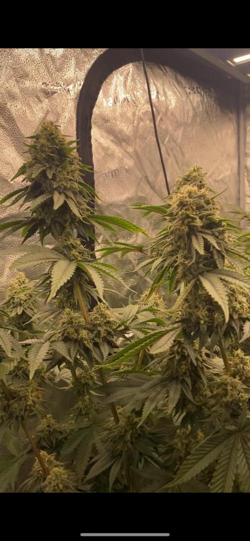 Strawberry Stardawg / Wedding Sunset. Week 9