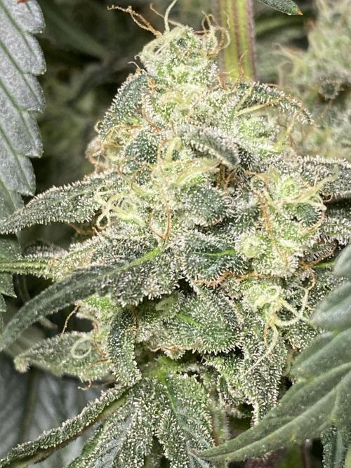 Strawberry Stardawg / Wedding Sunset. Week 9