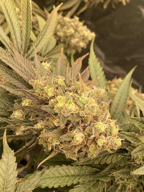 Strawberry Stardawg / Wedding Sunset. Week 10 - One plant grew some huge rock soild buds arms are bending, really fruity smell 
