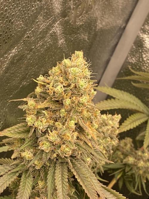 Strawberry Stardawg / Wedding Sunset. Week 10