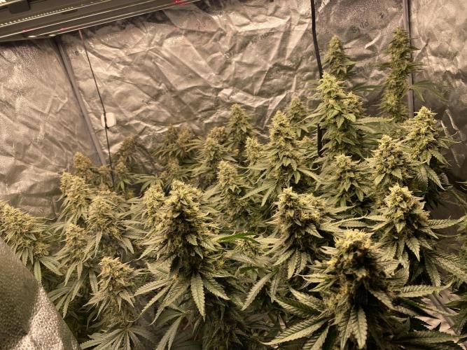 Strawberry Stardawg / Wedding Sunset. Week 10