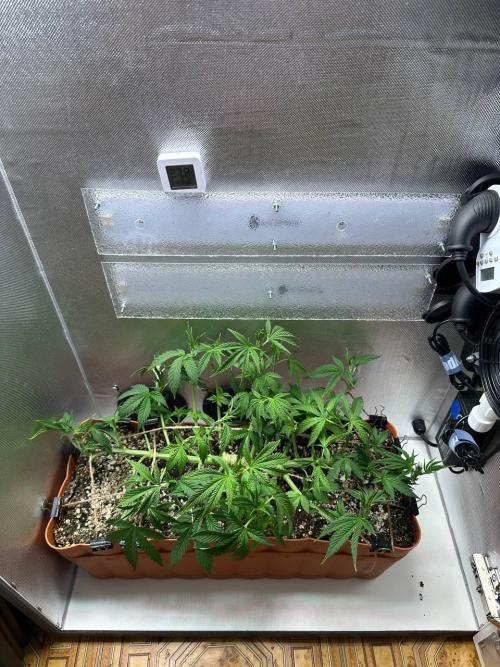 Grapefruit by UKHTA. Week 6