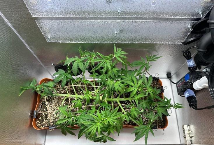 Grapefruit by UKHTA. Week 6