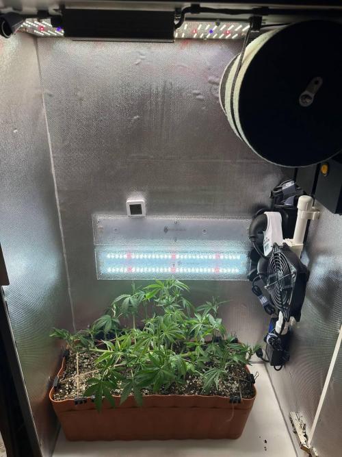 Grapefruit by UKHTA. Week 6